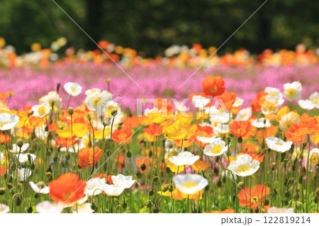 アイスランドポピー1224 アイスランドポピー1224 122819214