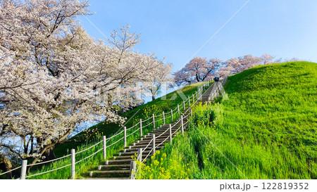 丸墓山古墳の桜(さきたま古墳公園) 丸墓山古墳の桜(さきたま古墳公園) 122819352