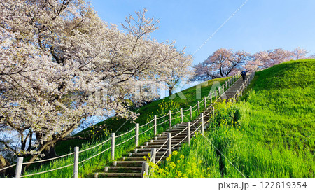 丸墓山古墳の桜(さきたま古墳公園) 丸墓山古墳の桜(さきたま古墳公園) 122819354
