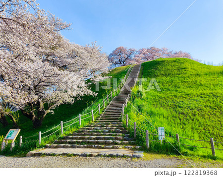 丸墓山古墳の桜（さきたま古墳公園） 122819368