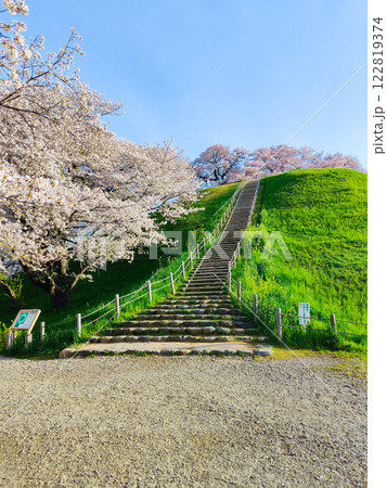 丸墓山古墳の桜（さきたま古墳公園） 122819374