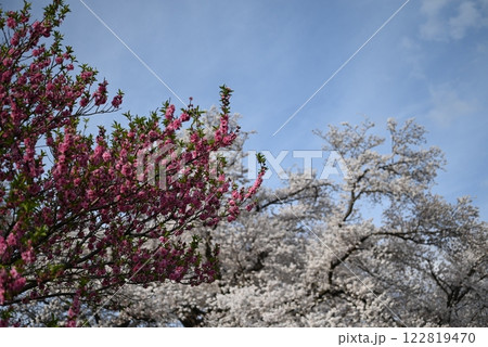 【京都】淀川背割堤の桜 【京都】淀川背割堤の桜 122819470