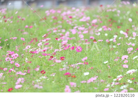 コスモス畑 122820110
