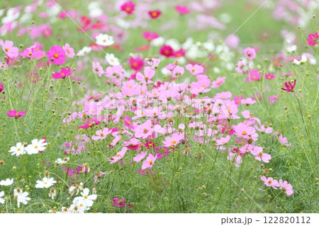 コスモス畑 コスモス畑 122820112