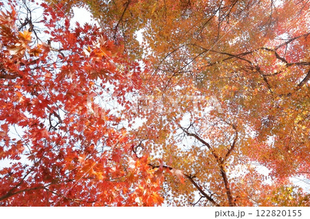 美しい紅葉（愛知県 犬山市） 122820155