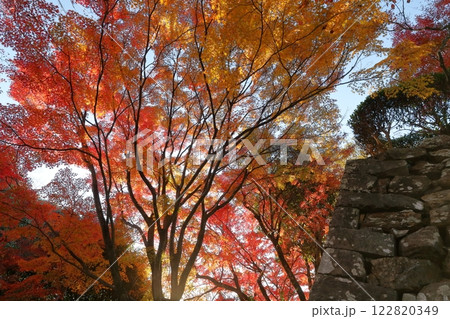 国宝犬山城の美しい紅葉（愛知県 犬山市） 122820349