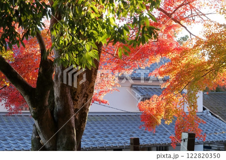 美しい紅葉(愛知県 犬山市) 美しい紅葉(愛知県 犬山市) 122820350