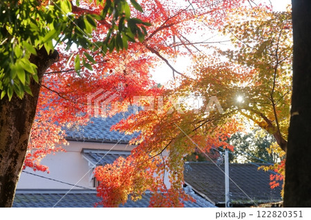 美しい紅葉（愛知県 犬山市） 122820351