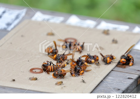 スズメバチ　罠に捕まったコガタスズメバチ　粘着シート 122820412