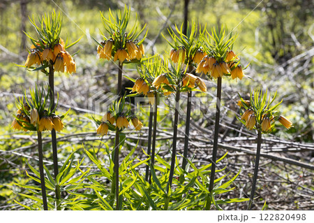 Flowering fritillary Rubra Maxima - crown imperial Rubra Maxima Flowering fritillary Rubra Maxima - crown imperial Rubra Maxima 122820498