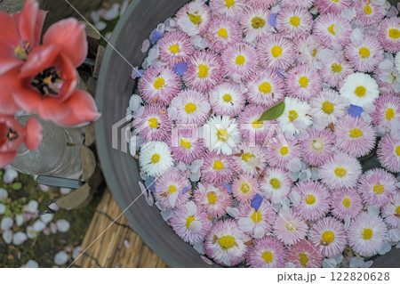 水に浮かぶヒナギクの花 122820628