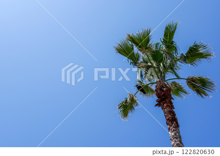 青空に映えるヤシの木 122820630