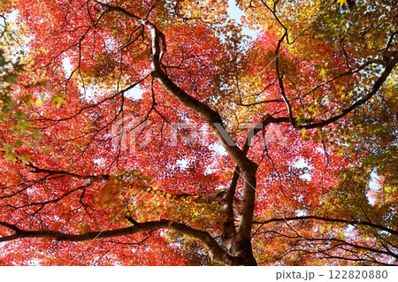 香嵐渓 紅葉(愛知県 豊田市) 香嵐渓 紅葉(愛知県 豊田市) 122820880