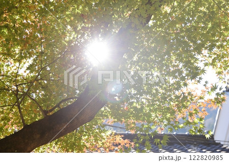 香嵐渓　紅葉（愛知県 豊田市） 122820985