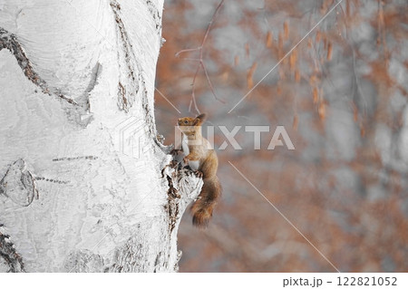 木に登るエゾリス 122821052