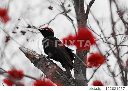 木に止まるクマゲラ 122821057