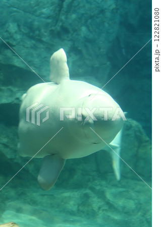 ベルーガ シロイルカ ベルーガ シロイルカ 122821080
