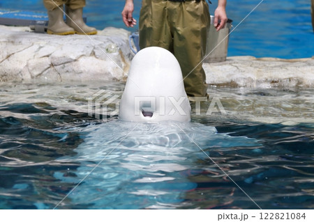 ベルーガ 頭の上にある穴 ベルーガ 頭の上にある穴 122821084