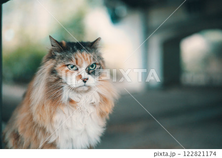 見つめる猫 122821174