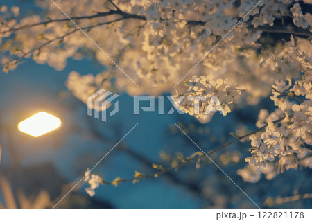 夜の街頭に照らされる桜 122821178
