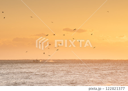 朝陽の中を飛ぶ海鳥 122821377