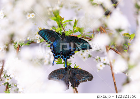 北海道栗山町、花の蜜を吸うカラスアゲハ【5月】 122821550