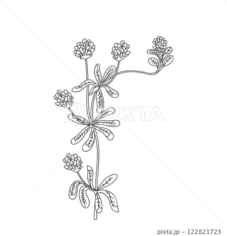 Botanical Line art wildflower isolated on white background. Hand drawn black and white outline plant Clover with stem, leaves and flowers vector illustration. Graphic design for Birthday Wedding Card Botanical Line art wildflower isolated on white background. Hand drawn black and white outline plant Clover with stem, leaves and flowers vector illustration. Graphic design for Birthday Wedding Card 122821723
