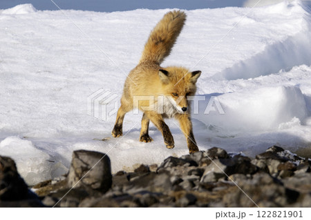 流氷から陸に渡るキタキツネ 122821901