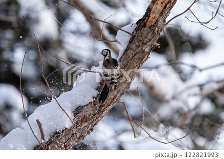 嘴が雪だらけのオオアカゲラ 122821993
