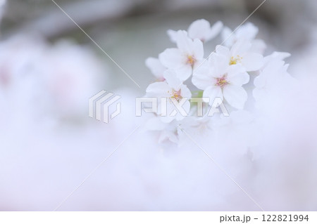 純白のソメイヨシノ 純白のソメイヨシノ 122821994