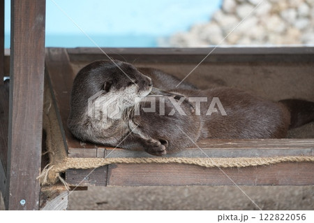 眠るカワウソ 眠るカワウソ 122822056