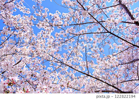 青空に映える満開の桜 122822194