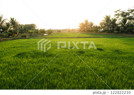 Green rice field landscape evening rural asia agriculture 122822210