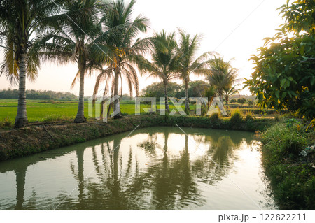 Fish pond and coconut trees on a farm in rural Asia. Fish pond and coconut trees on a farm in rural Asia. 122822211