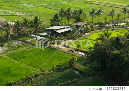 Farmhouse in the middle of rice fields in Asia, agricultural house 122822215