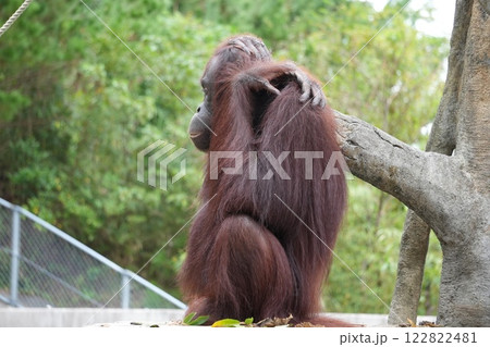 オランウータンの横顔 122822481
