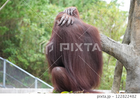 後ろを向いたオランウータン 122822482