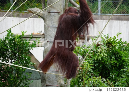 綱渡りをするオランウータン 122822486