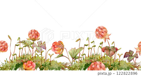 Cloudberry raspberry in moss grass, hand drawn in watercolor, forest berry in group clusters on stems. Seamless banner garland illustration, for restaurant, dessert cafe menu, wedding, farmers market 122822896