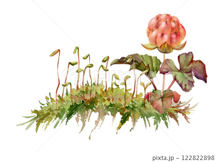 Cloudberry raspberry in moss grass, hand drawn in watercolor, red Scandinavian forest tundra berry on stems. Isolated botanical illustration, for restaurant, dessert cafe menu, wedding, farmers market 122822898