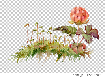 Cloudberry raspberry in moss grass, hand drawn in watercolor, red Scandinavian forest tundra berry on stems. Isolated botanical illustration, for restaurant, dessert cafe menu, wedding, farmers market 122822898