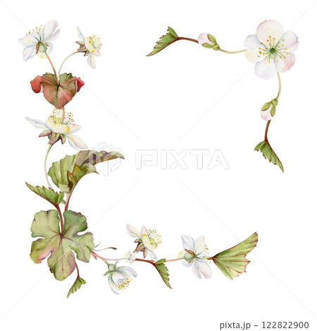 Spring white apple cherry sakura flowers with leaves, forest cloudberry anemone primrose ephemera, hand drawn in watercolor. Corner frame isolated illustration, for wedding, florist shop, scrapbooking 122822900