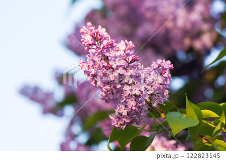 blossom of purple lilac in spring. aromatic vegetation. syringa plant plant closeup nature background. sunny day. cosmetic flora 122823145