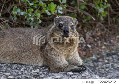 Rock hyrax resting on footpath in shade of tree. Procavia capensis. cape hyrax 122823212
