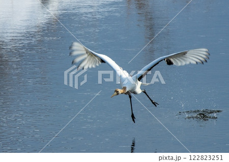 川から飛び立つタンチョウ 川から飛び立つタンチョウ 122823251