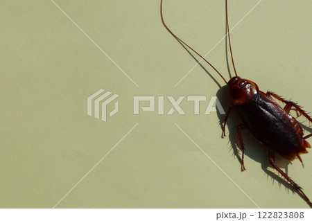 Dead cockroach isolated on white background. Cockroaches are insects belonging to the order Blattaria. Many species of cockroaches are associated with human habitats and are well-known pests. 122823808