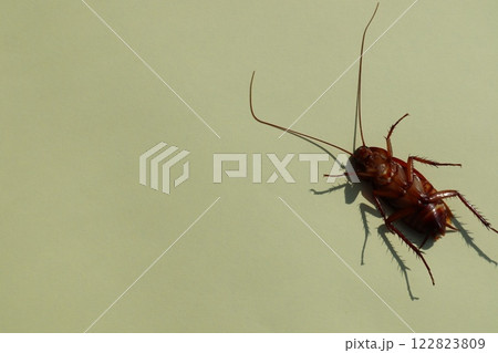 Dead cockroach isolated on white background. Cockroaches are insects belonging to the order Blattaria. Many species of cockroaches are associated with human habitats and are well-known pests. Dead cockroach isolated on white background. Cockroaches are insects belonging to the order Blattaria. Many species of cockroaches are associated with human habitats and are well-known pests. 122823809