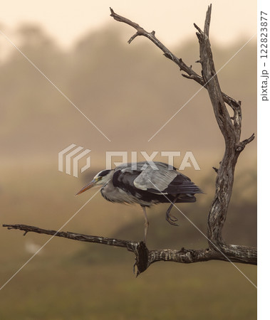 grey heron or Ardea cinerea walking on perch in safari during cold winter season sunset light at keoladeo national park or bharatpur bird sanctuary rajasthan india asia grey heron or Ardea cinerea walking on perch in safari during cold winter season sunset light at keoladeo national park or bharatpur bird sanctuary rajasthan india asia 122823877