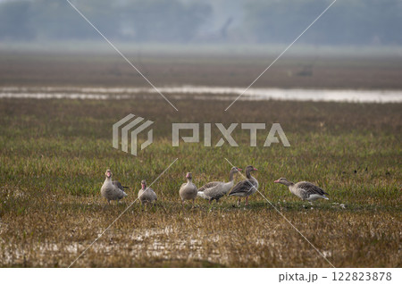 Greylag goose or Anser anser flock family at keoladeo national park or bharatpur bird sanctuary rajasthan india asia bird in open grassland with shallow water or wetland during winter season migration Greylag goose or Anser anser flock family at keoladeo national park or bharatpur bird sanctuary rajasthan india asia bird in open grassland with shallow water or wetland during winter season migration 122823878