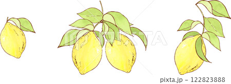 水彩で描いたレモンのイラスト 122823888